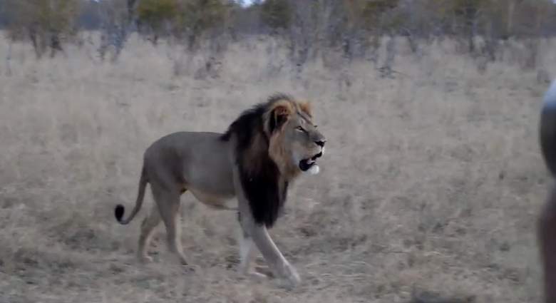 Cecil, Walter Palmer