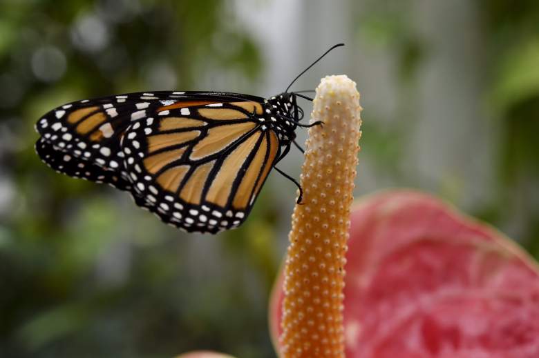 mariposas google doodle