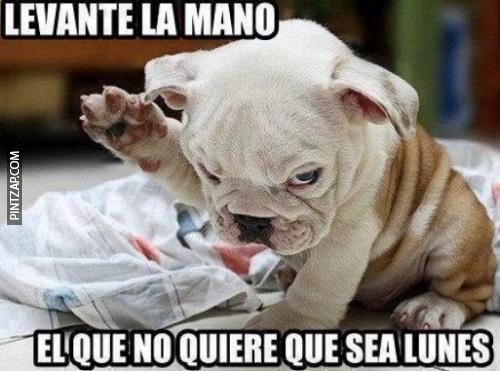 chistes de lunes, memes de lunes