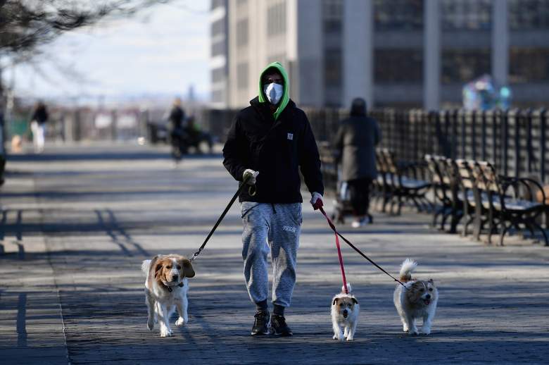 Perros entrenados podrían detectar el COVID-19: en el verano empezarán a trabajar