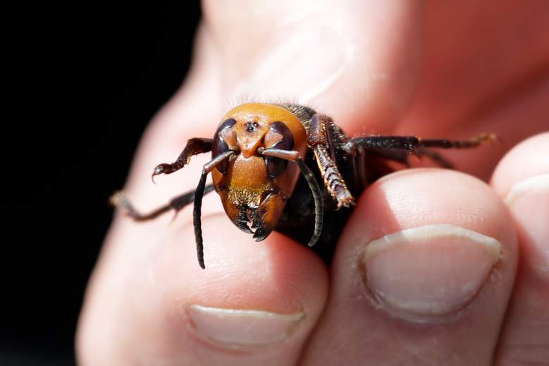 Mantis religiosa devora a un avispón asesino y se vuelve viral en redes: VIDEO