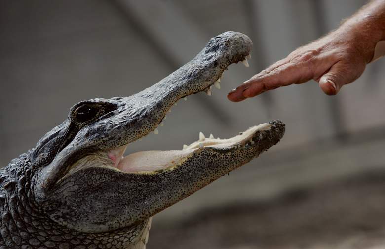 Cocodrilo mata a mujer en Carolina del Sur: ¿por qué la atacó?