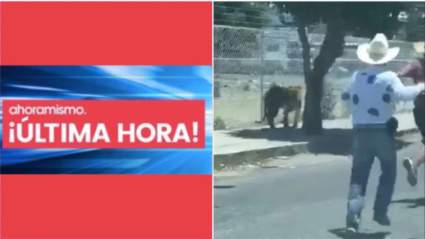 [VIDEO] Tigre de Bengala deambula por calle de Jalisco antes de ser enlazado por hombre