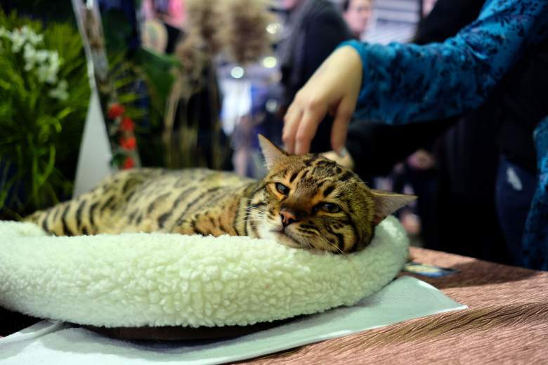 El gato más tierno del mundo