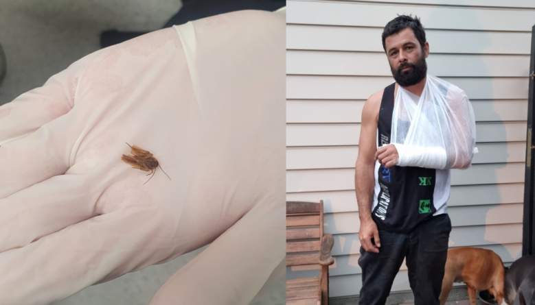 Cucaracha habitó por días en oído de un hombre ¿Qué daños le provocó?