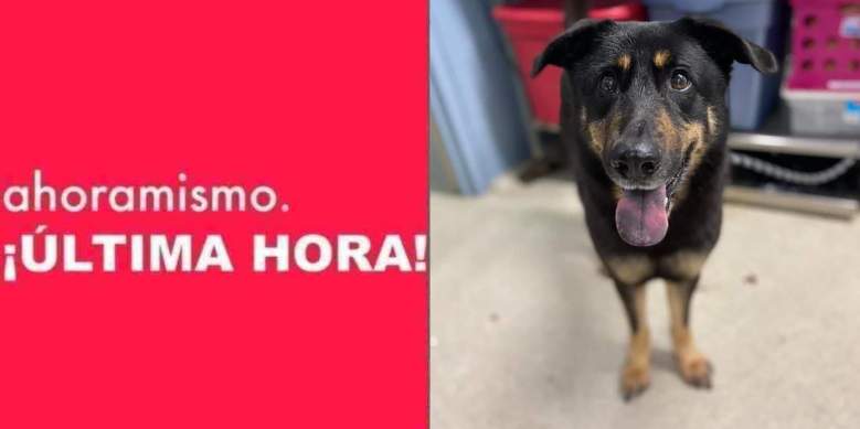 Familia abandona a su perro por temor a que sea gay