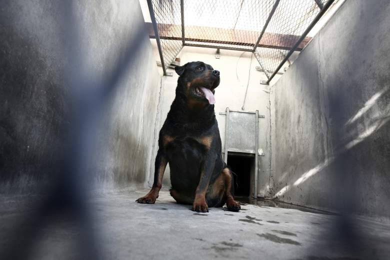 Perro rottweiler mata a niña de 7 años en Virginia