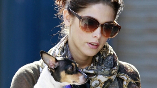 Ashley Greene's Dog