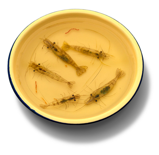 keng lye, alive without breath