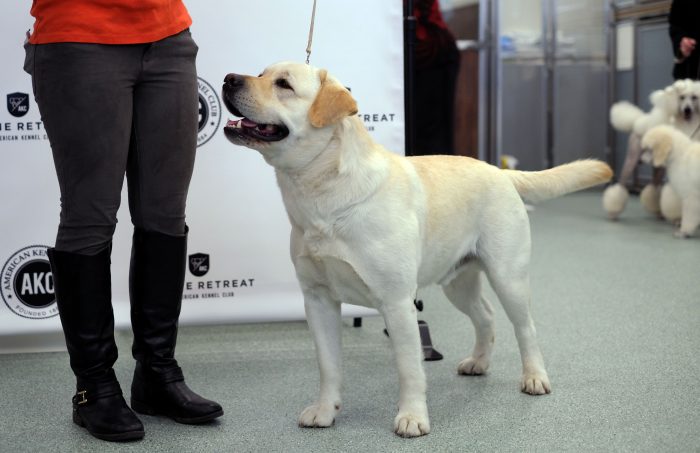 national dog day 2018